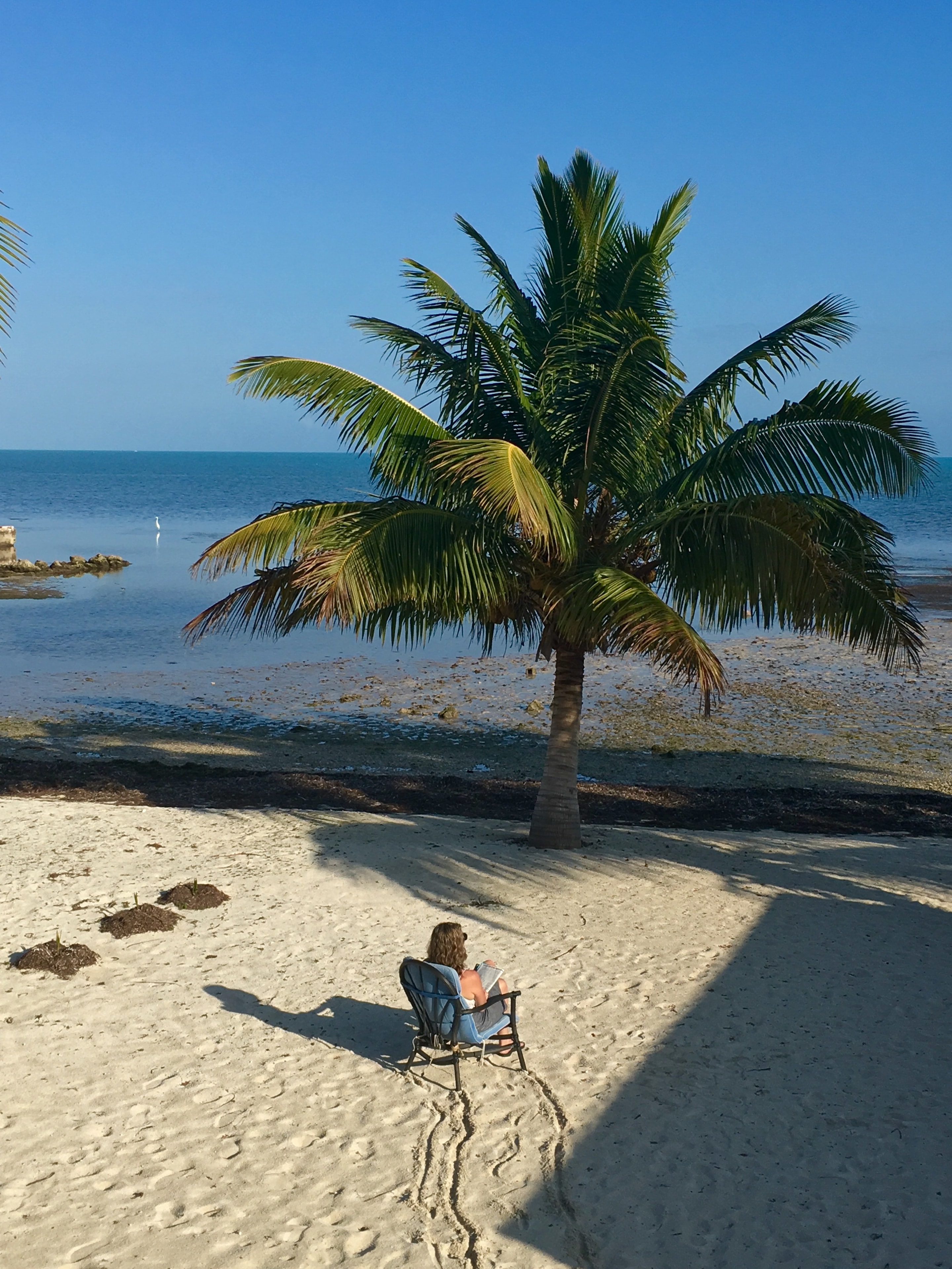 Person relaxing in a chair under a palm tree by the ocean