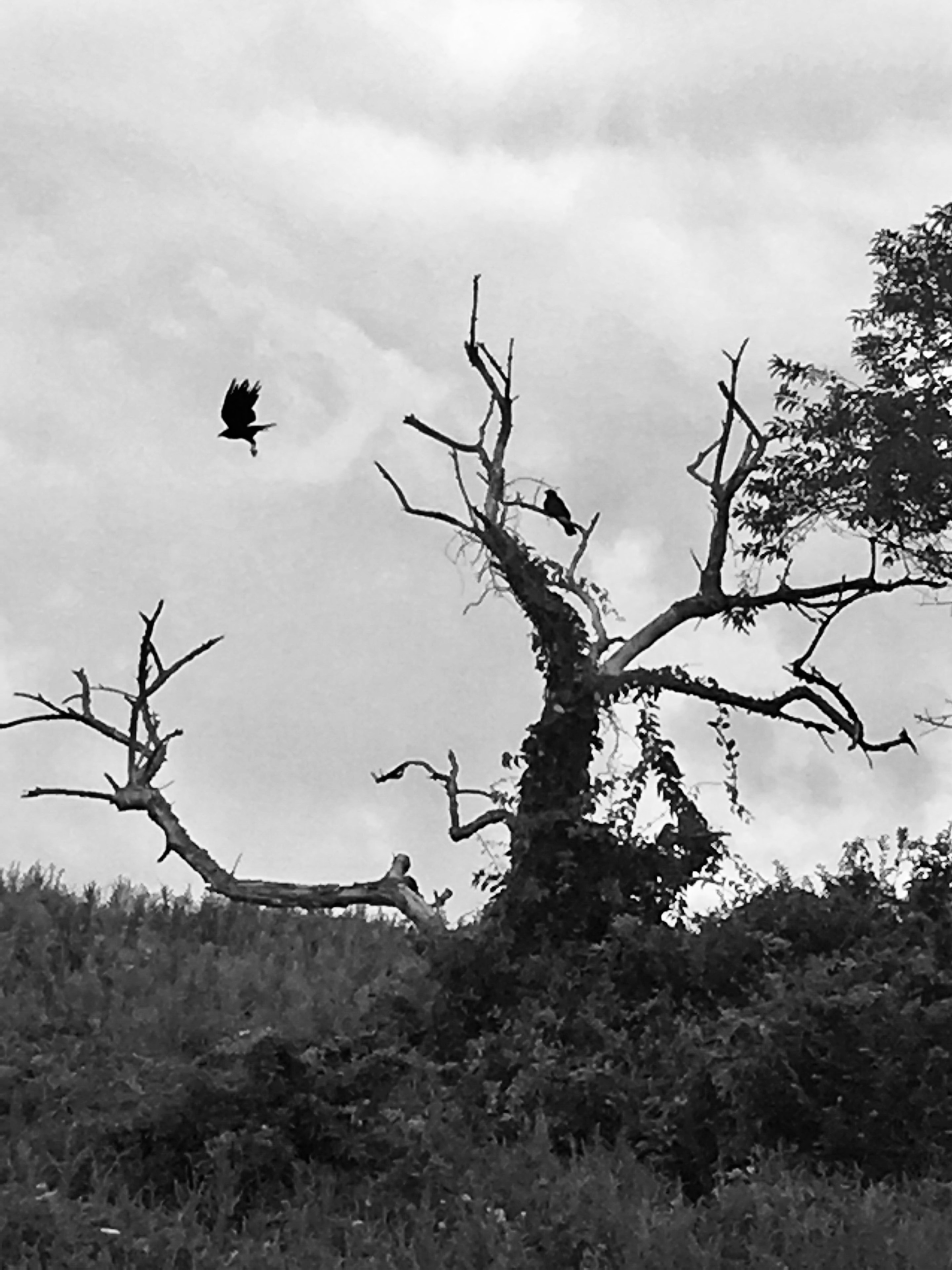 Birds in a gnarled tree